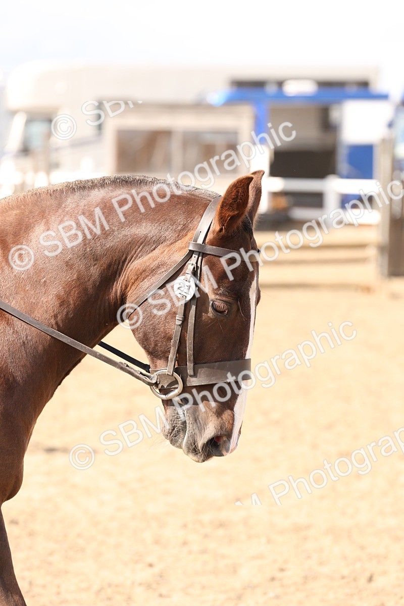 SBM_07356 - Class 58b -  Style & Performance - 70cm (20+)