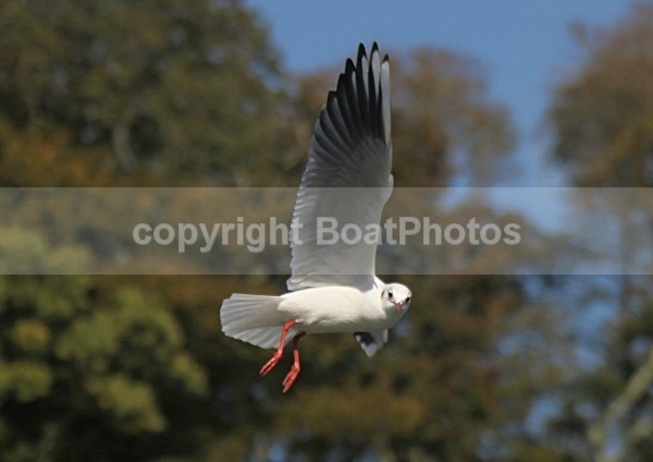 090917 SEAGULL08 IMG_7148 - Wildlife