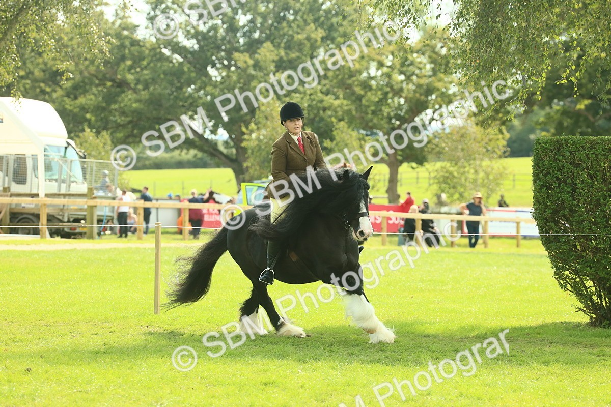 SBM_66632 - S34 - Rehabilitated Rescue Horse & Pony In Hand & Ridden