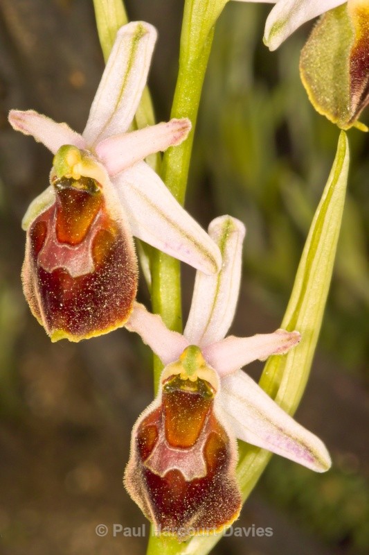 Tyrhennian Ophrys (Ophrys tyrrhena) - Orchids - Ophrys