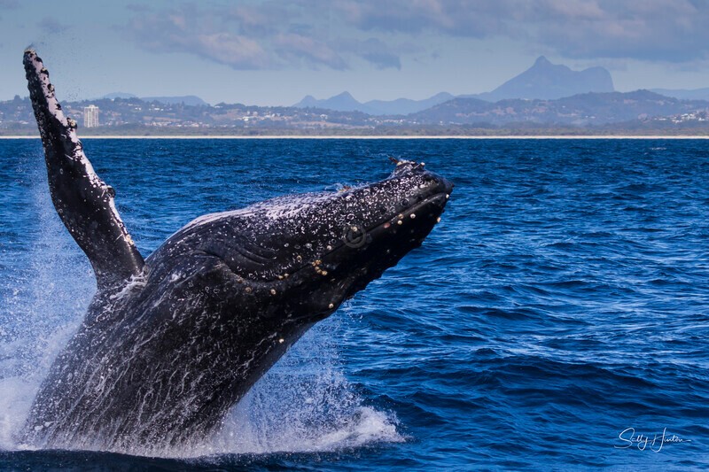 0A3A2608 - 2024 Whale Photos