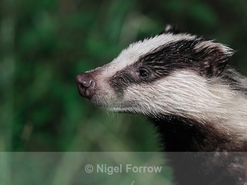 Closeup of a Badger at night from the Speyside Wildlife hide