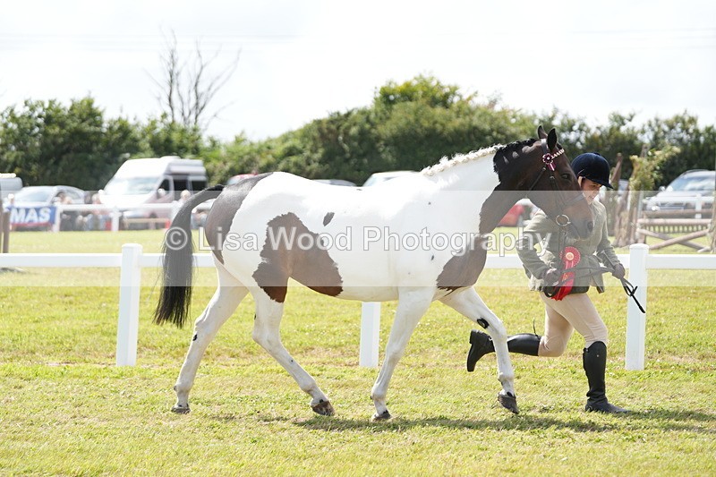 DSC07194 - Coloured Horse In Hand Championship