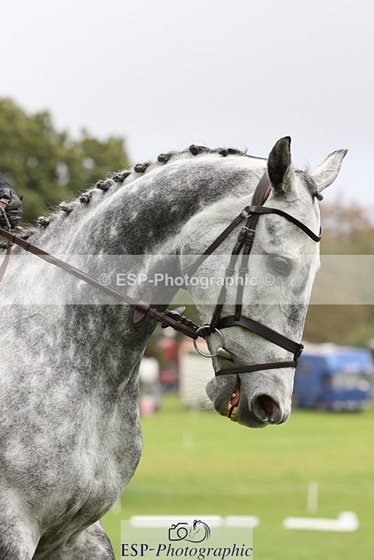 231019-152604-04869 - 451-THE.GREY.DANCER-Alice.Sandiford-DR