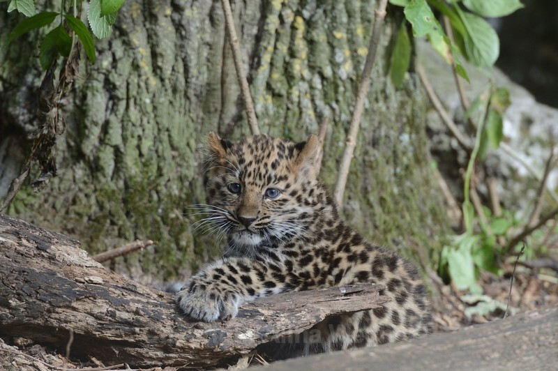 amur cub - Big Cats