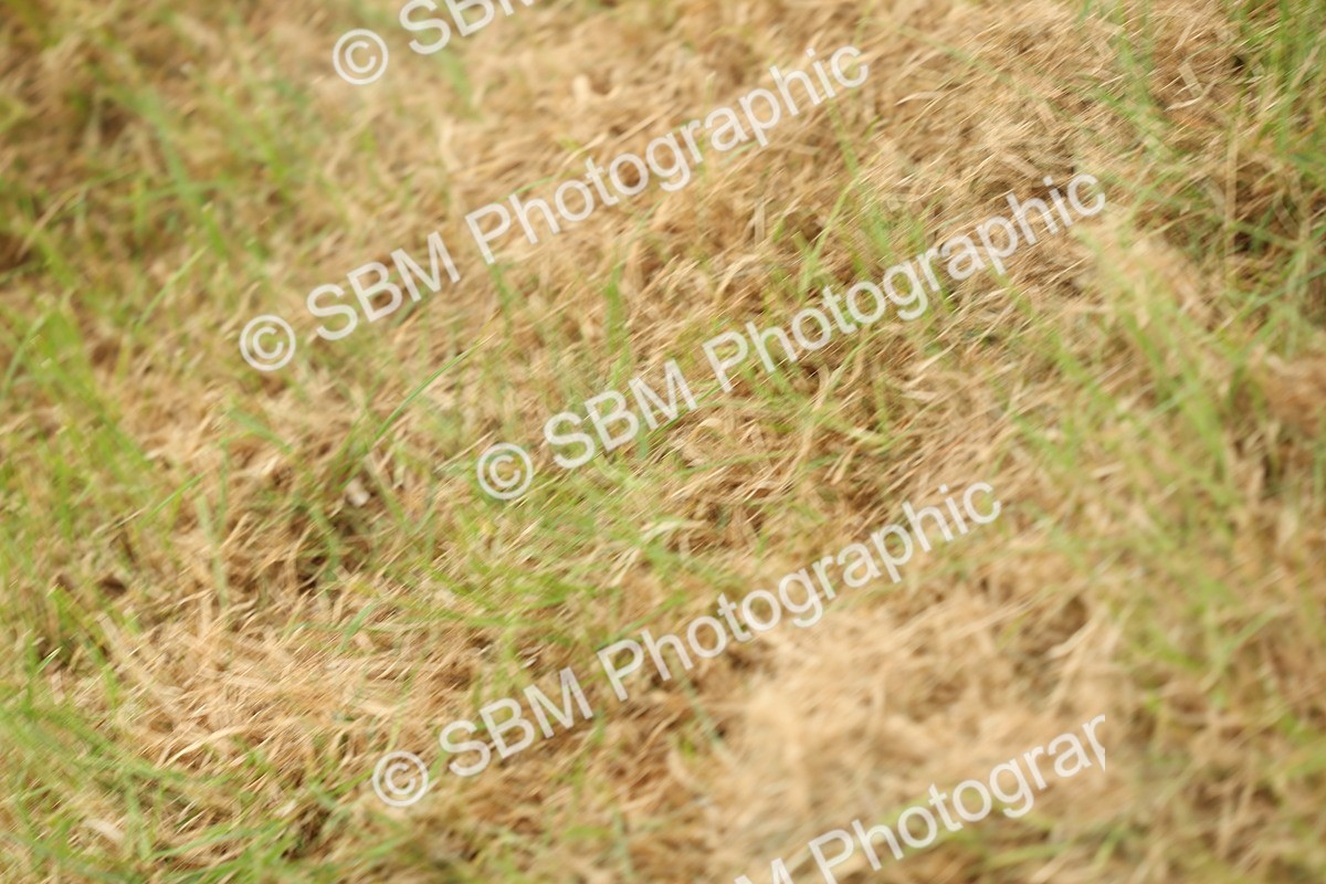 SBM_05390 - Class 68-73 - Riding Pony Breeding