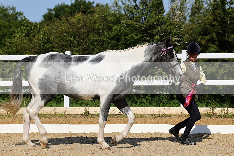 1X9A0823 - Class 4: Youngstock 1, 2, 3 year old to exceed 153cm