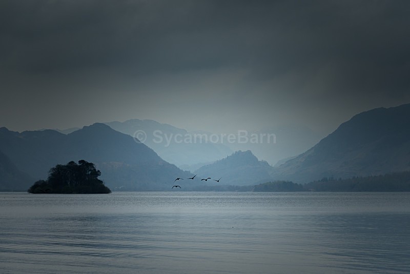 Morning flight - Moments of Light