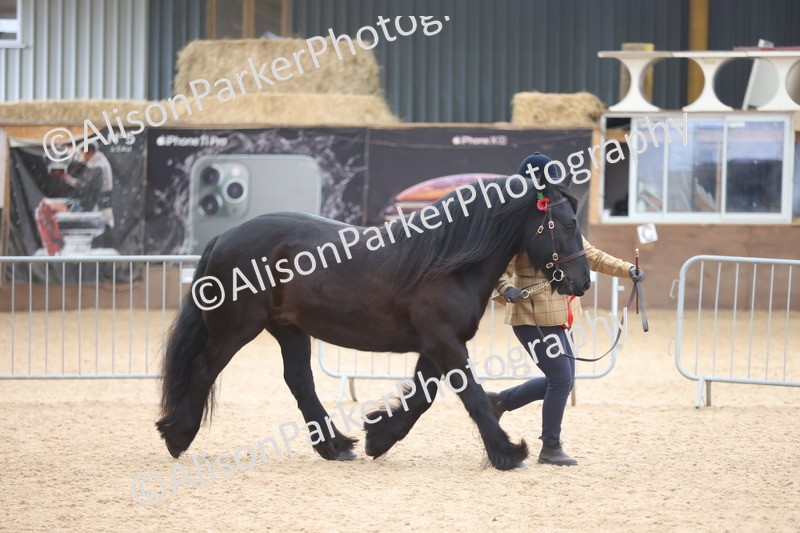 20251109-1110 - Class 29 - Geldings 4 Years and over