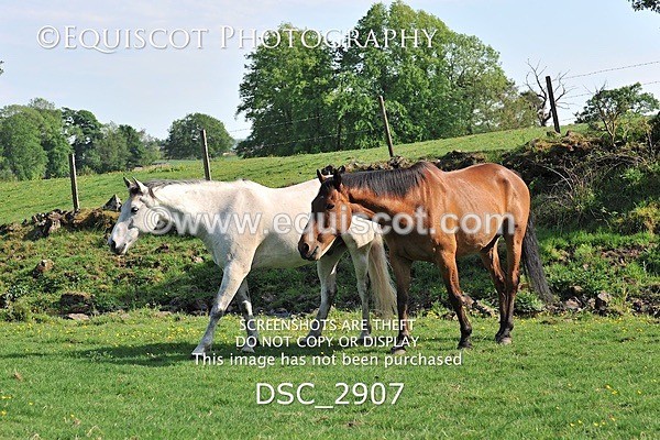 DSC_2907 - ARCHIVE REQUEST - Quincy and Guinness