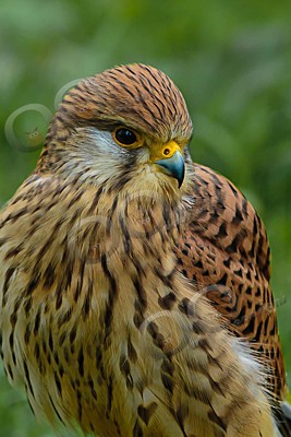 kestrel Falco tinunculus-6900 - Our Birds