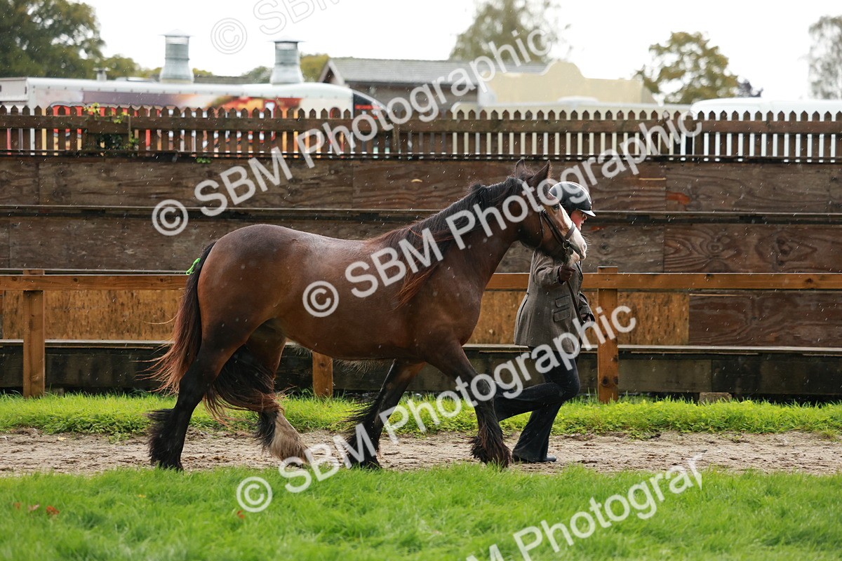SBM_34843 - S10 - Best In Hand Horse & Pony
