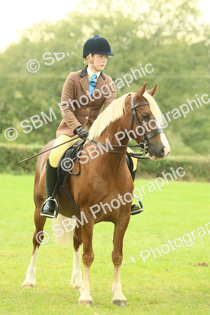 SBM_72217 - S60 - Mountain & Moorland Ridden Large Breeds