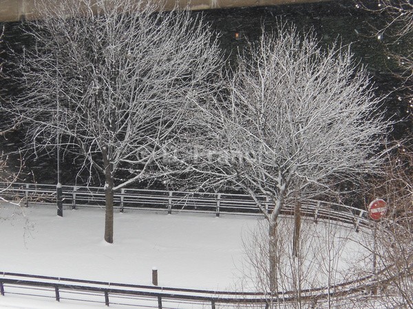 Snow & Trees Under A40 Flyover - Landscapesque