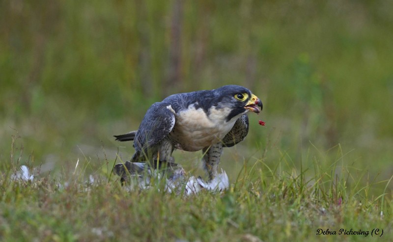 Peregrine Falcon - Birds Of Prey