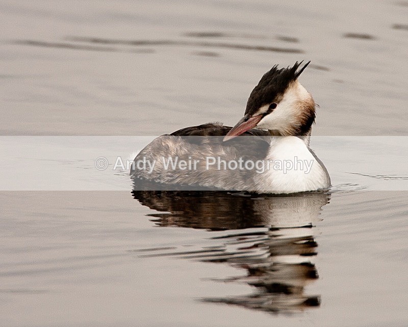 20080921-037 - Gt Crested Grebe