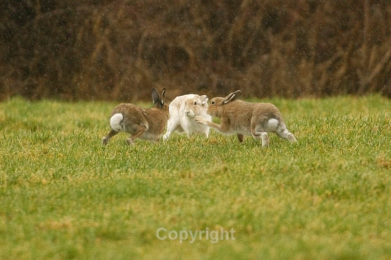 White Hare, Navan - Various Mammals