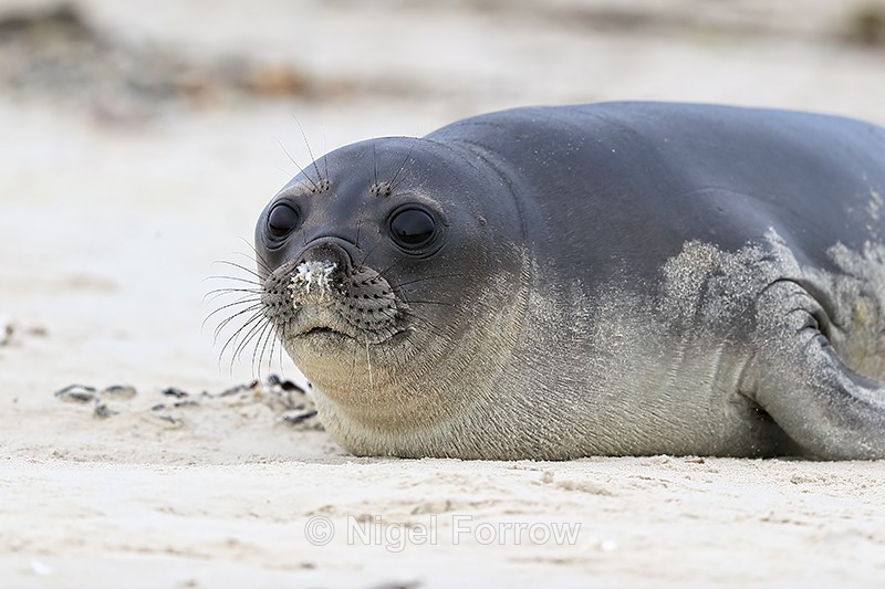 Elephant Seal pup close view, Carcass Island, Falklands - Seal