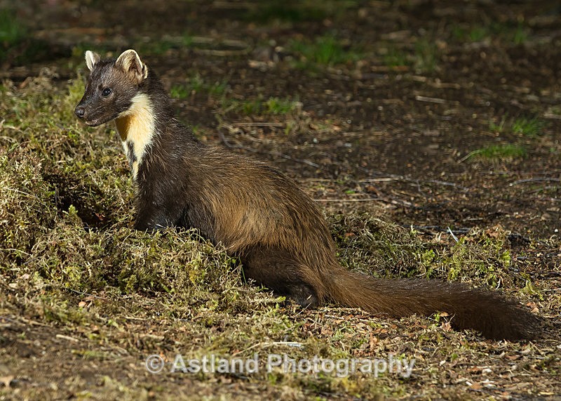 Astland Photography, Bird and Wildlife Images, Susan and Peter Wilson, U.K.