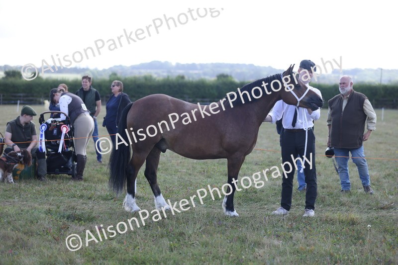 20250831-1628 - Class 22 - Mountain and Moorland Inhand