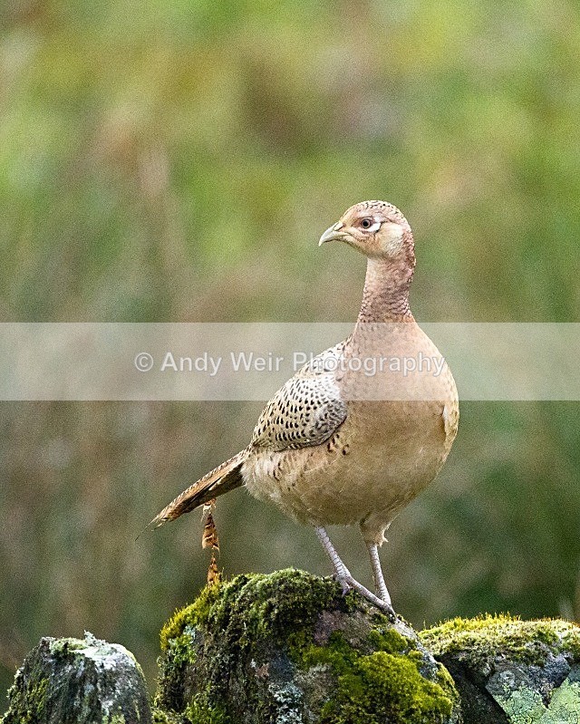 20111121-_MG_7973 - Gamebirds