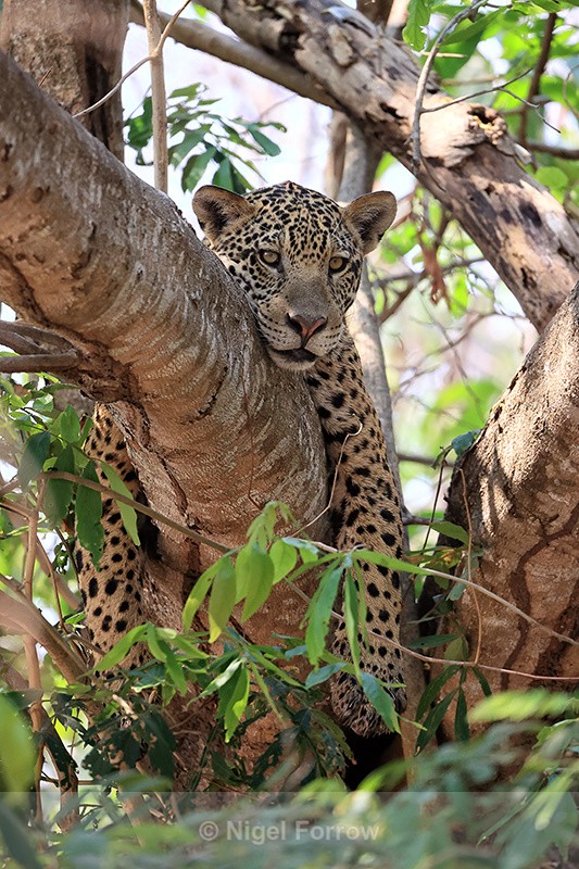 Jaguar Cururu resting in tree, Parque Estadual Encontro das Águas - Jaguar
