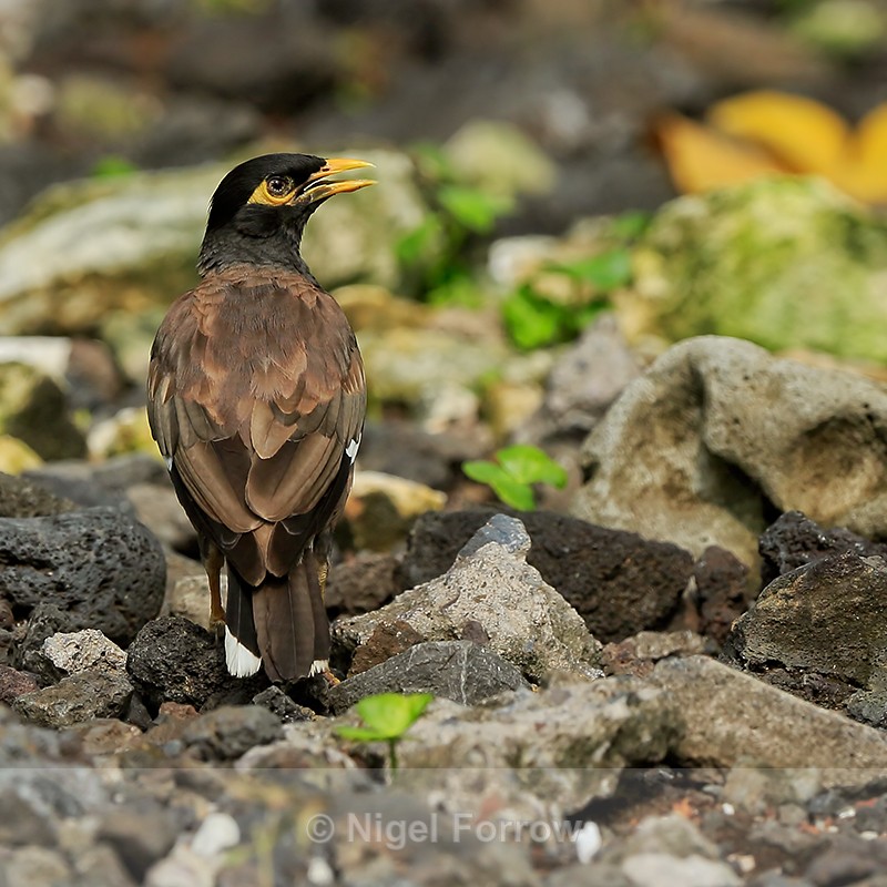 Common Myna on the ground, Hawaii - Common Myna