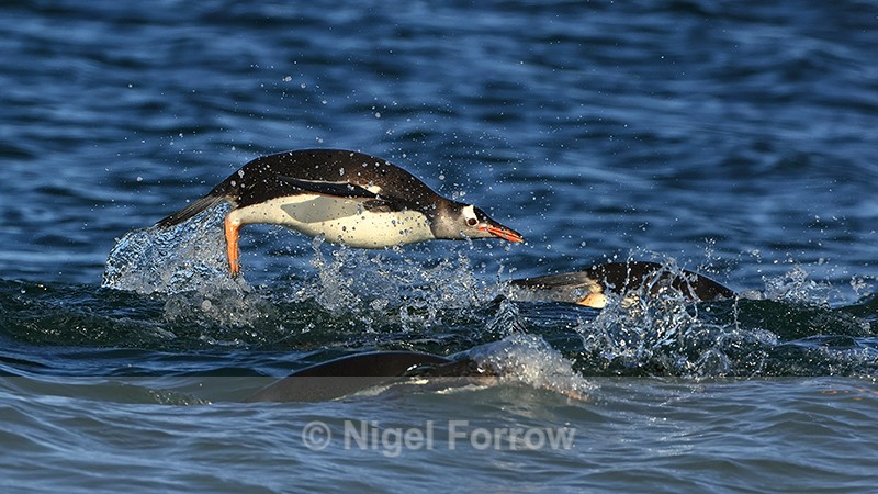 Porpoising Gentoo Penguin side view, Sea Lion Island, Falklands - Gentoo Penguin