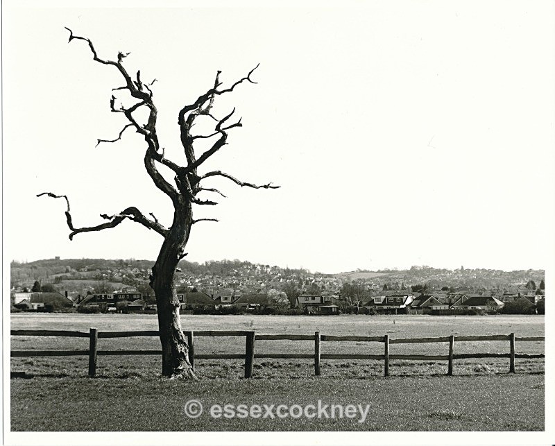 essex cockney
