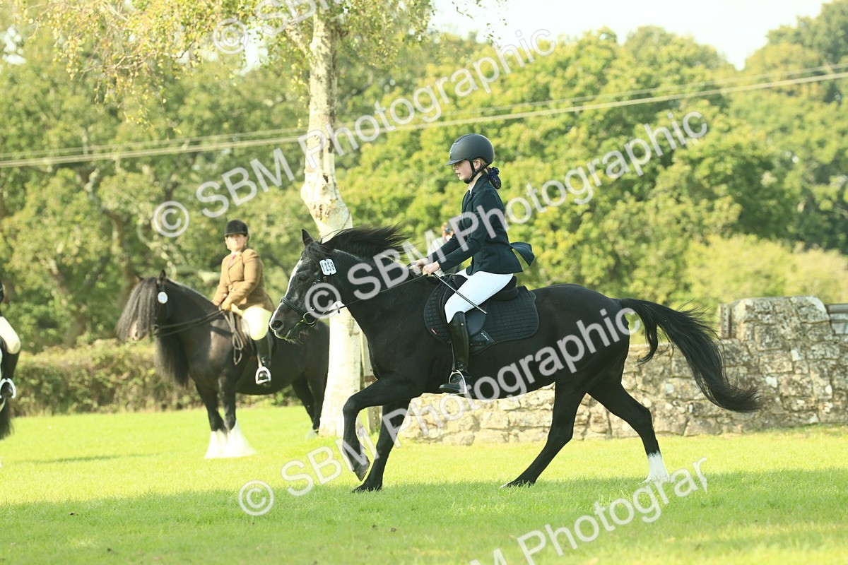 SBM_66543 - S34 - Rehabilitated Rescue Horse & Pony In Hand & Ridden