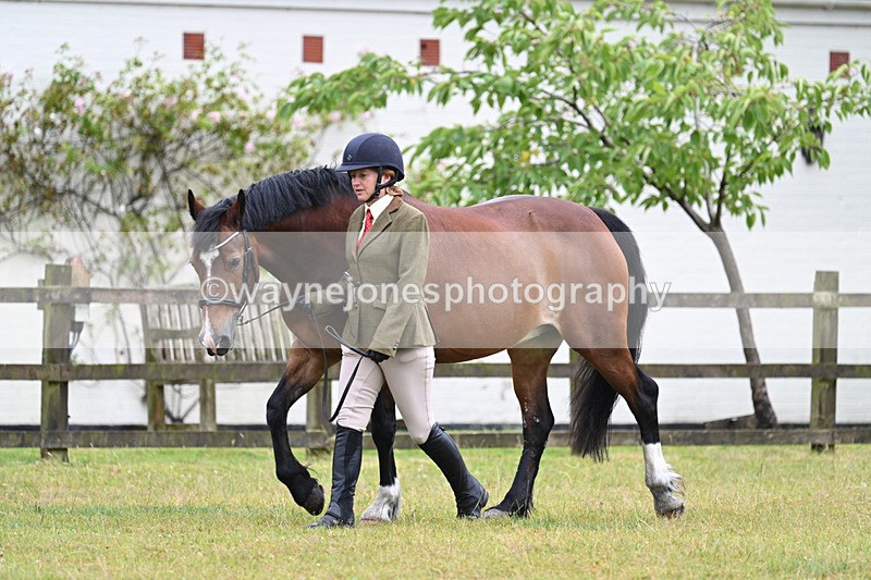 WJ7_6056 - Class 4a Prettiest Mare over 14hh