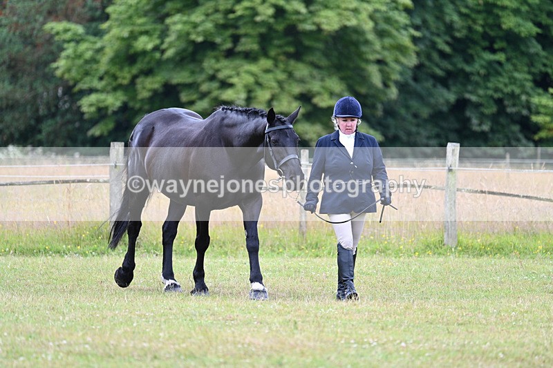 WJ7_6993 - Class 5a Most Handsome Gelding in Hand