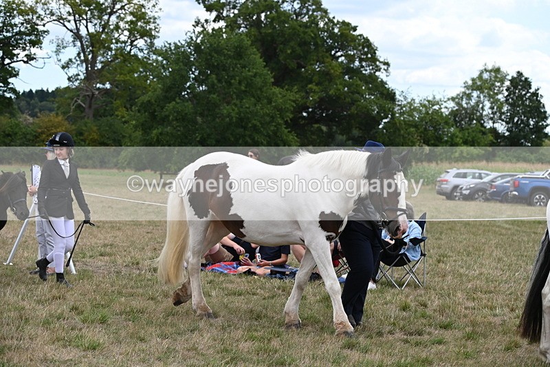 WJ6_5184 - Class 18 In-hand Coloured
