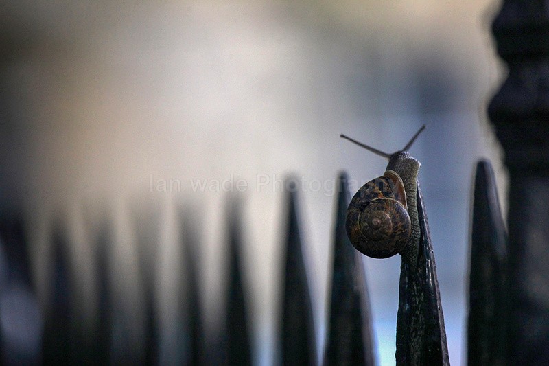 Urban snail at night in a Bristol Street - Urban Snail photography - Bristol