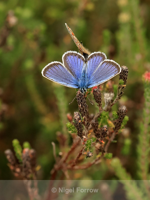 Silver-studded Blue (male), Arne, Dorset - INSECTS