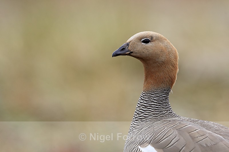 Ruddy-headed Goose head close view, Carcass Island, Falklands - Ruddy-headed Goose