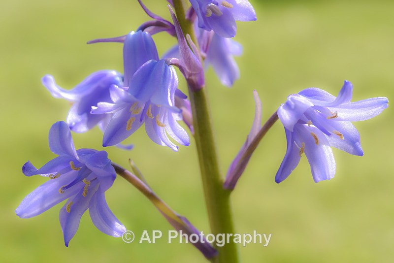 Bluebells-2678-S - Plants
