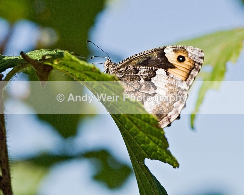 20080723-039 - Butterflies & Moths