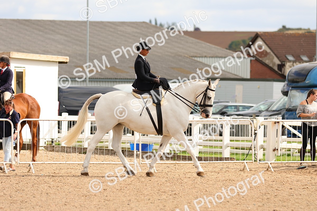 SBM_15895 - Class 216 - Best Side Saddle Horse-Pony