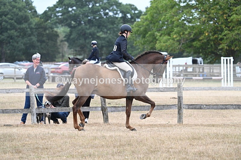 WJ7_0897 - Class 7 Riding Club Show Horse