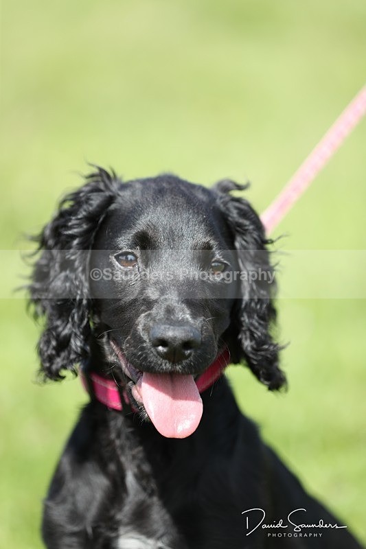 SPXX0562 - Dog show