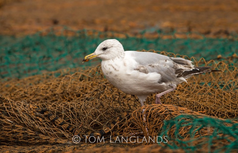 Herring Gull - Gulls and Terns