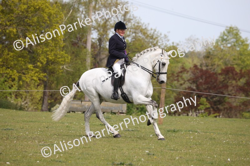 20260426-4458 - Class 34 - Best Riding Horse Over 14.2hh