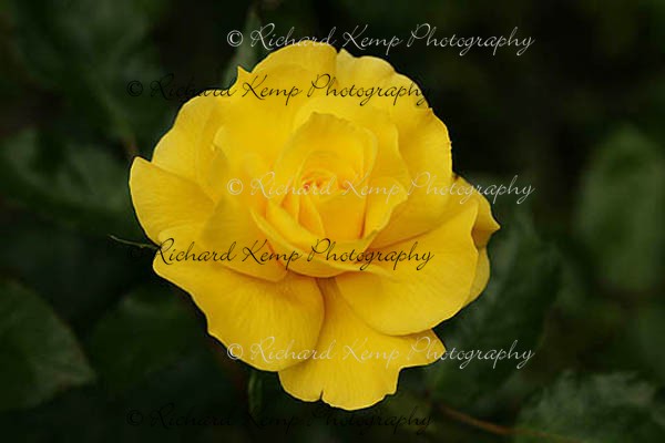 King's Ransom 220811-9967 - Plants