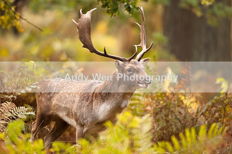 20111022-_MG_6781 - Fallow Deer