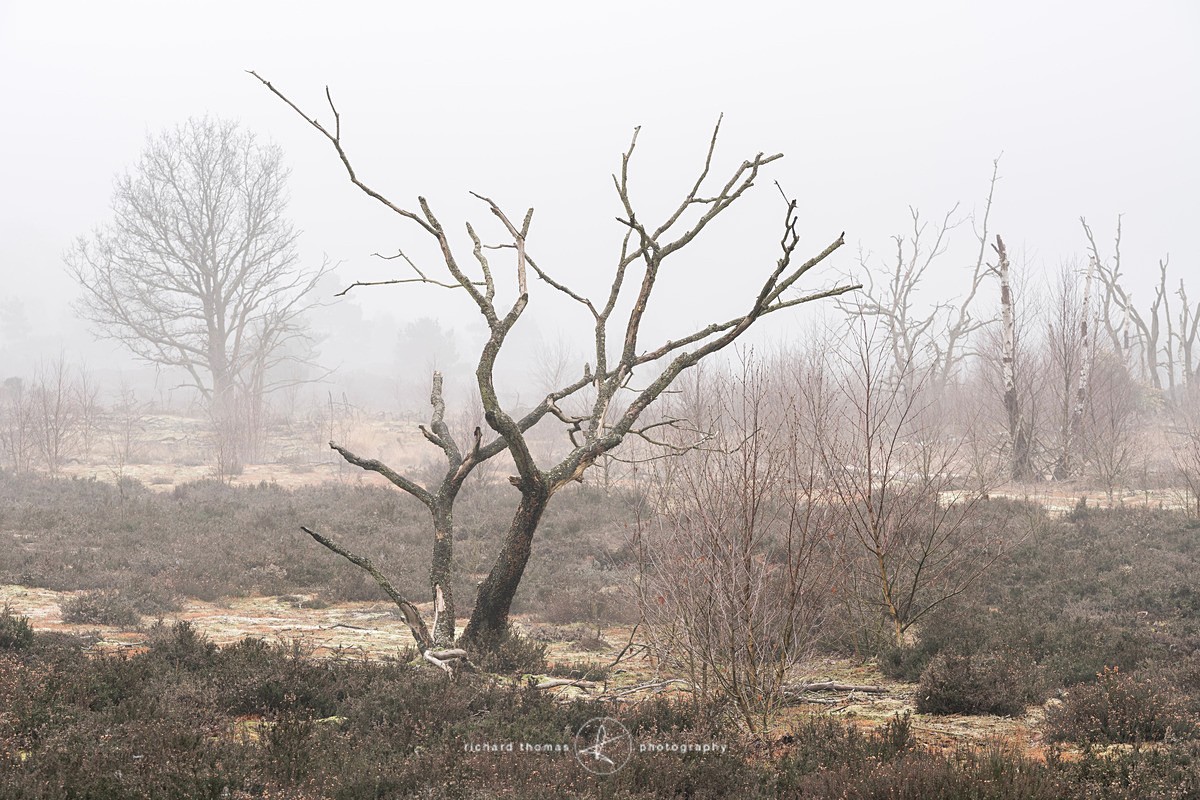  - Charred Mist