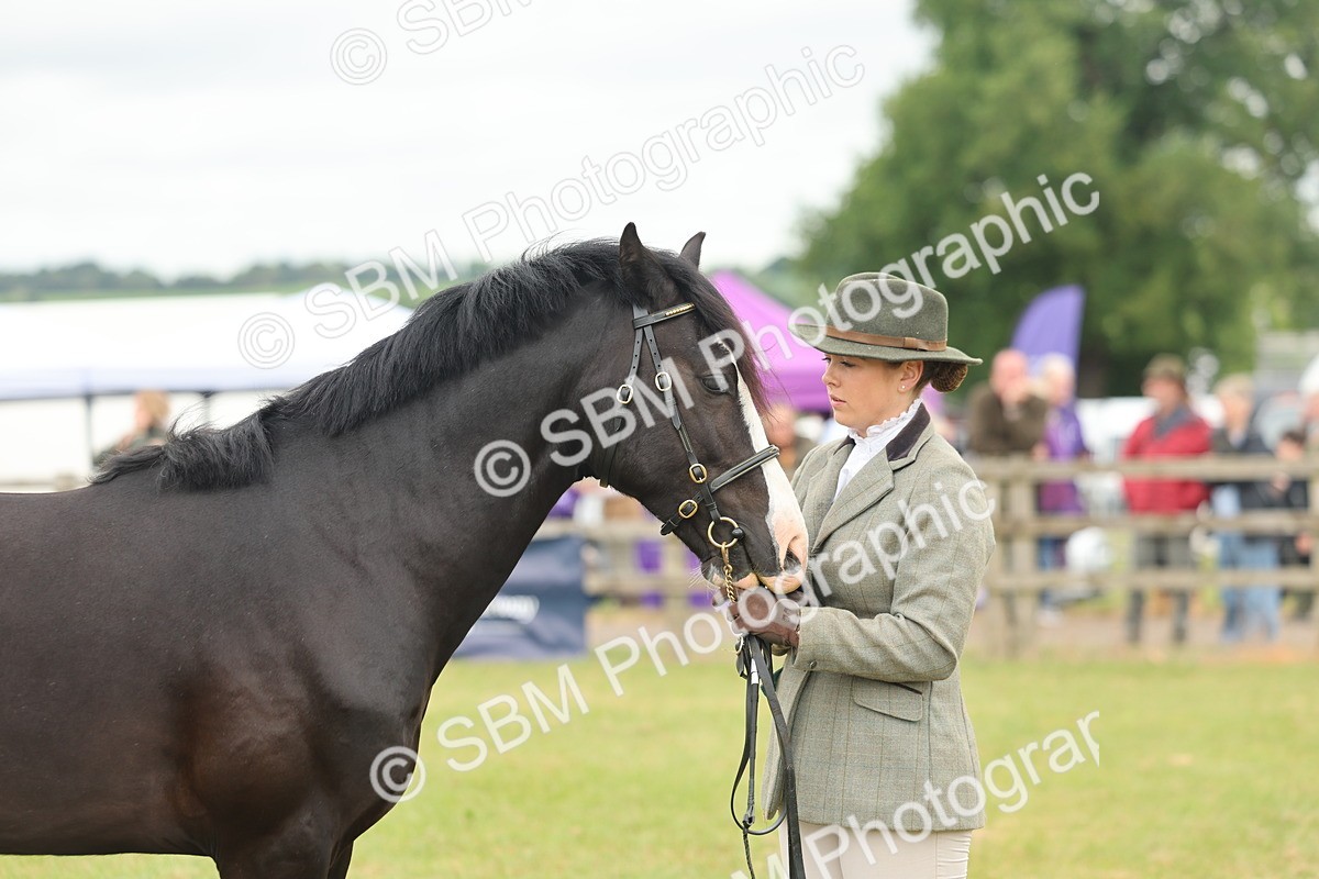 SBM_04818 - Class 50-57 - M&M Welsh Pony In Hand