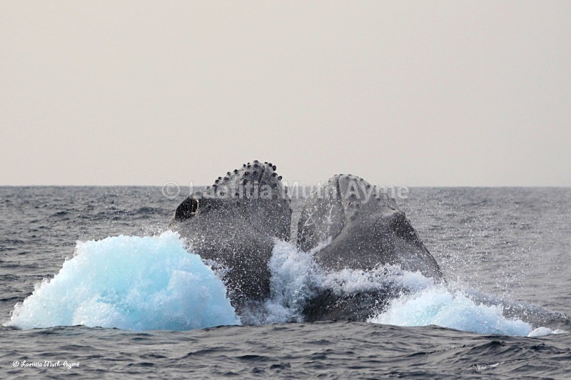 IMG_2809 Gabon - Marine wildlife