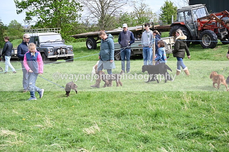 WJ6_8802 - Class 8 Best Working / Gun Dog or Bitch