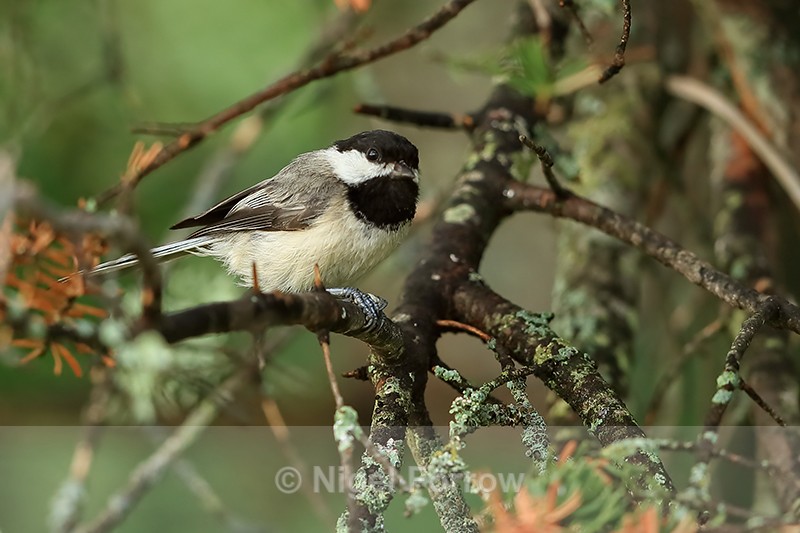 Black-capped Chickadee, Minnesota, USA - Black-capped Chickadee